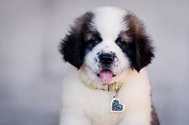 Anak Anjing di Moskow